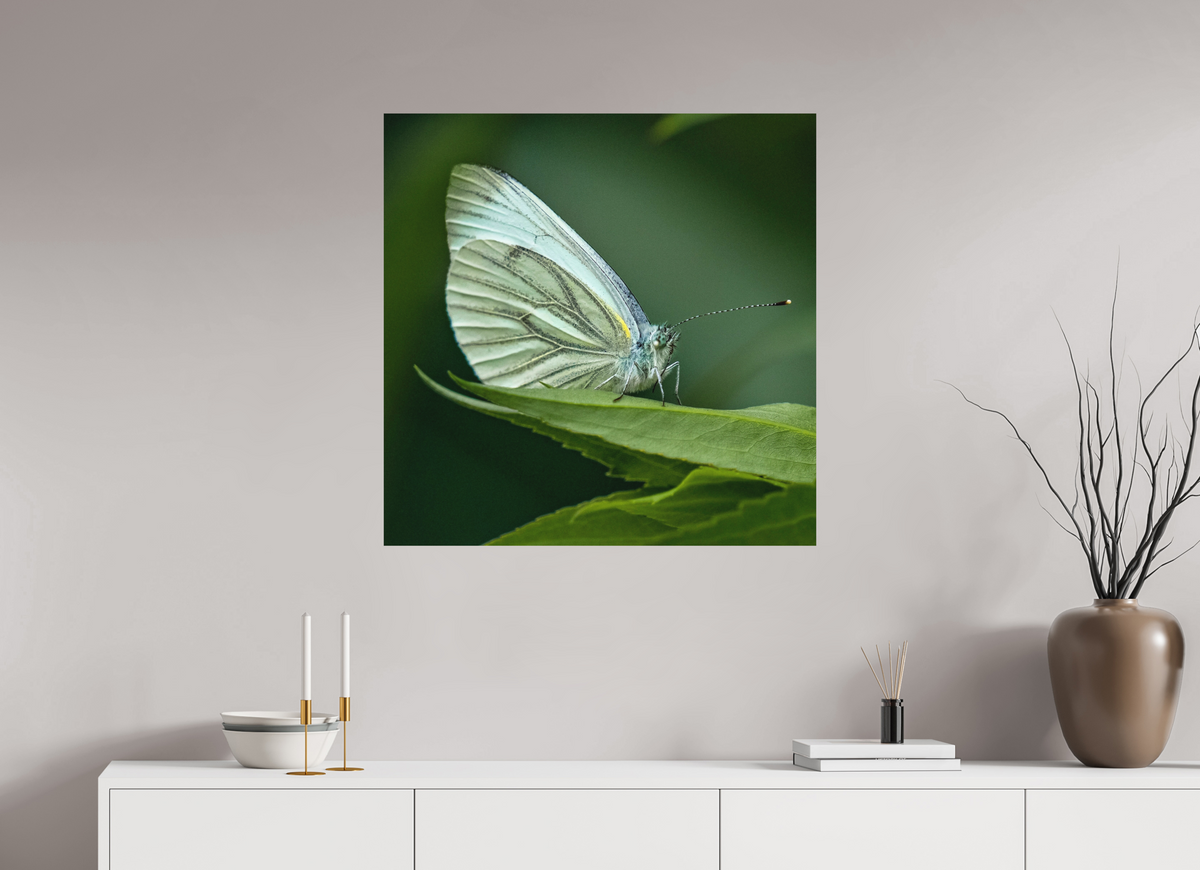 80 x 80 cm, Impression Fine Art papier Hahnemühle German Etching sans cadre Butterfly