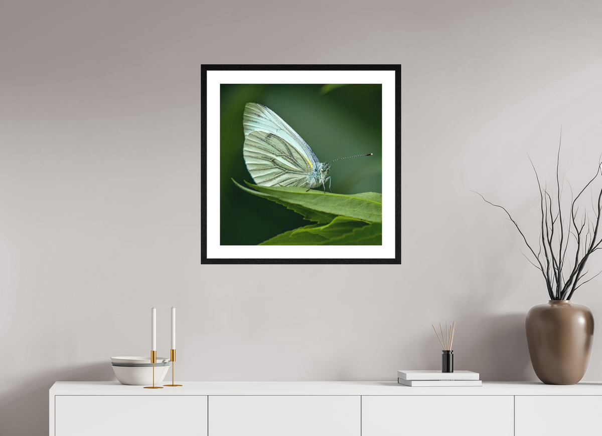 60 x 60 cm, Impression Fine Art papier Hahnemühle German Etching cadre Bâle 20mm Chêne noir + verre flotté mat Butterfly