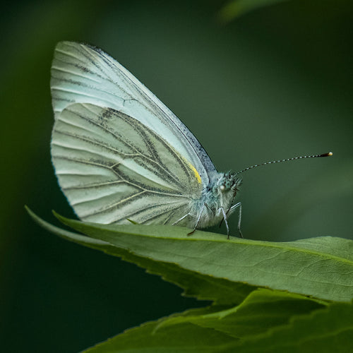 Éclat de silence : papillon blanc aux ailes nervurées posé sur une feuille verte, sur fond vert flou.