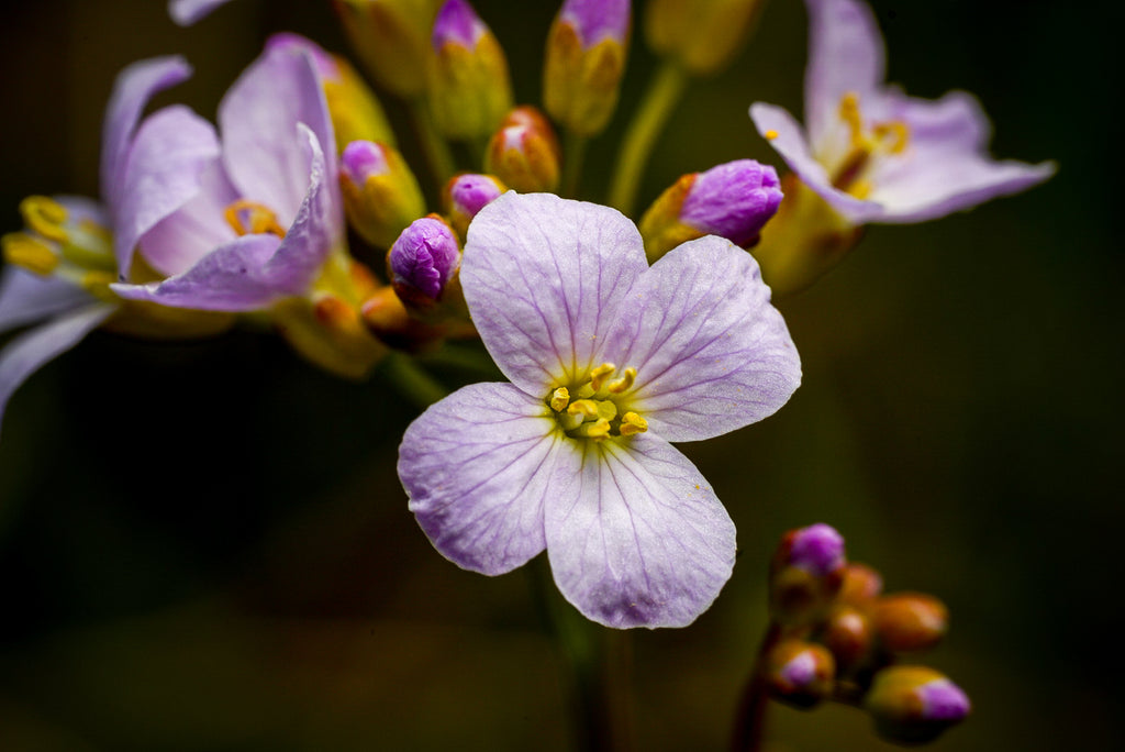 Murmure de pétales : gros plan de fleurs rose pâle et lilas et de boutons floraux sur un arrière-plan sombre et flou.