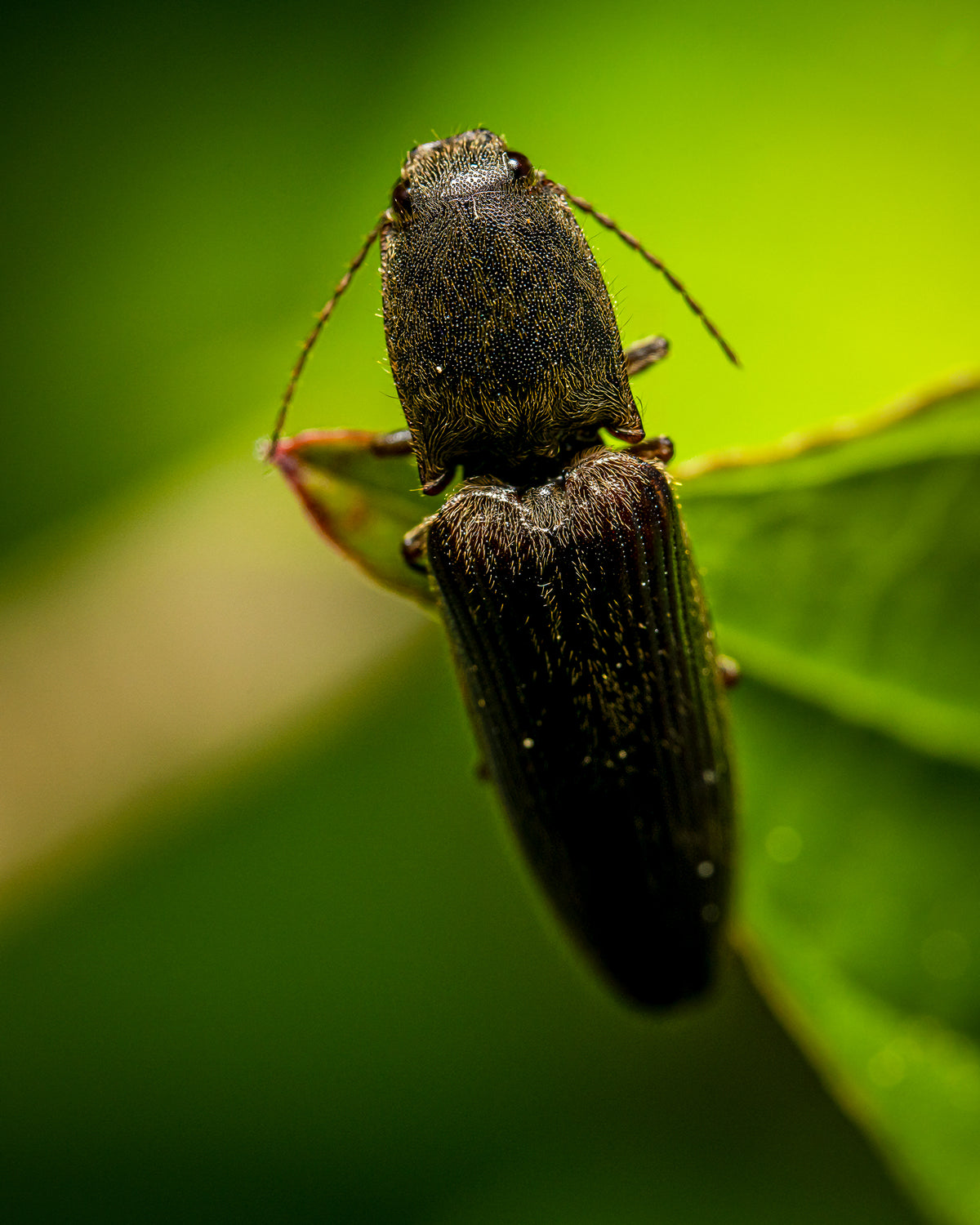 Fragile Équilibre – II de SchaPicShow : macrophotographie verticale d’un taupin sombre agrippé au bord d’une feuille, sur fond vert lumineux.