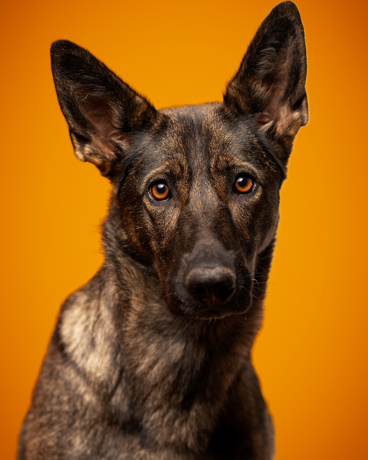 Night — En majesté : portrait d’un berger allemand photographié en studio sur fond orange.