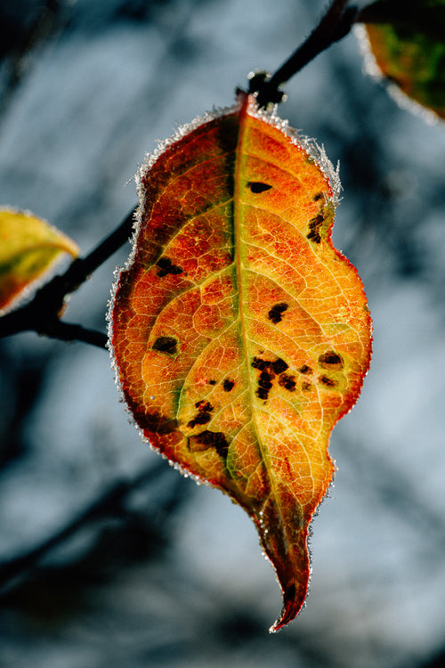 Gros plan d’une feuille orange et dorée aux nervures apparentes, bordée de givre et suspendue à une branche sur un fond bleu-gris flou.