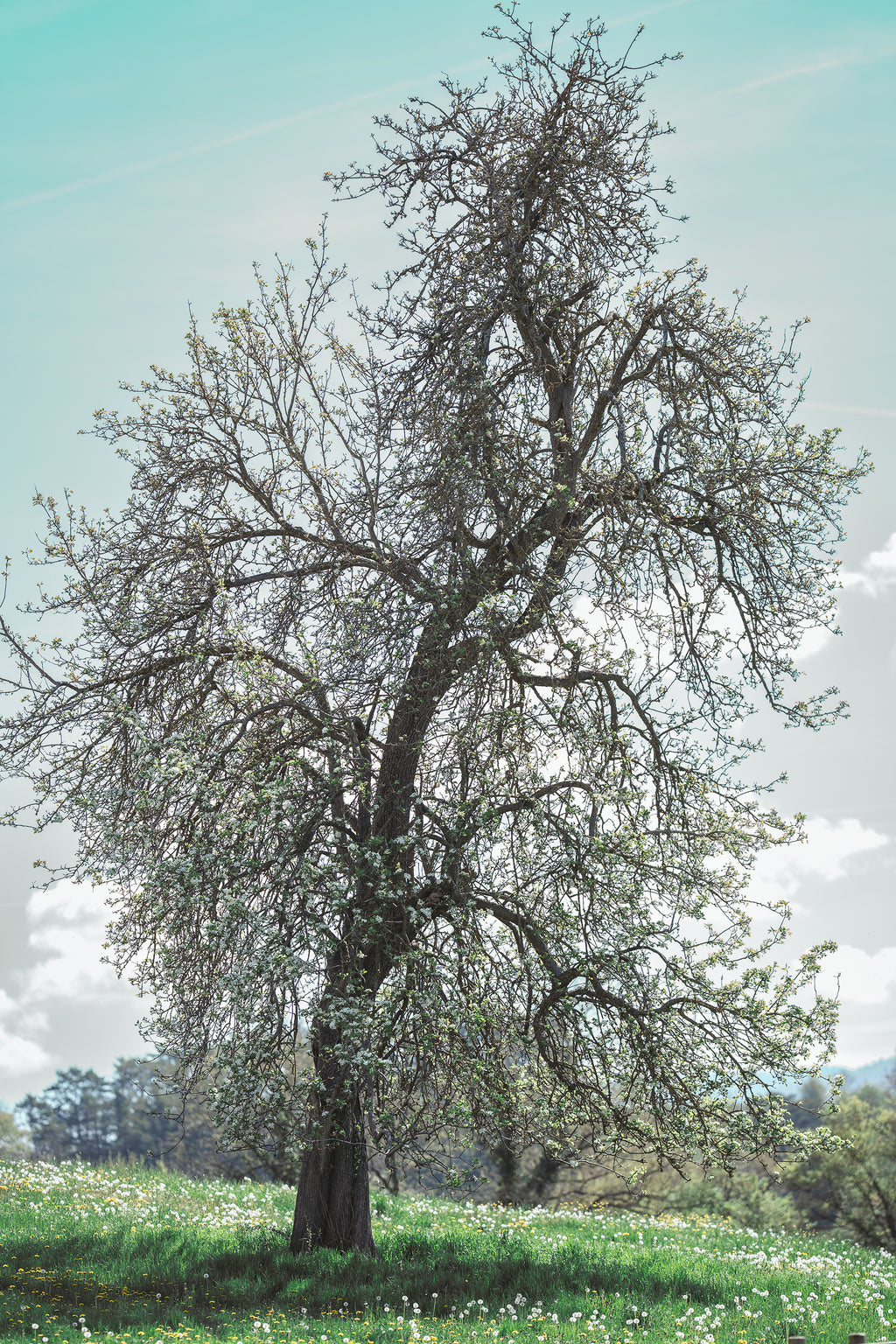 Printemps de Courfaivre 2026 – Photographie Fine Art édition limitée, photographie de Schakya Sinhara
