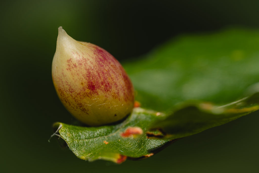 Perle des sous-bois : forme végétale en goutte aux nuances crème et rosées sur une feuille verte, sur fond sombre et flou.