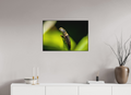 75 x 50 cm, Impression pigmentaire Fine Art sous plexi avec ArtBox en chêne massif noir 4mm ad