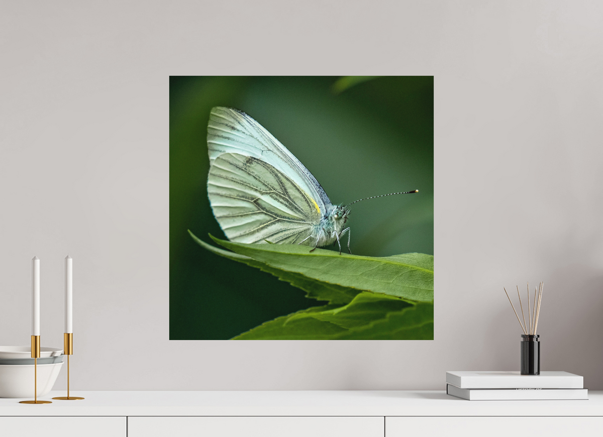 50 x 50 cm, Impression Fine Art papier Hahnemühle German Etching sans cadre Butterfly